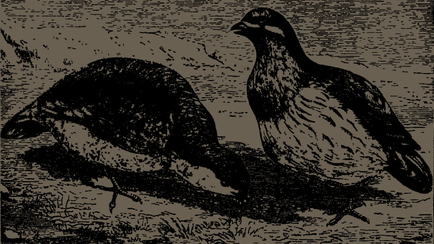 Aurora Reginae - Olio Profumato