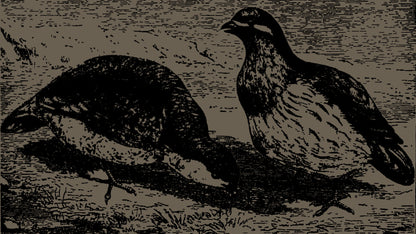 Aurora Reginae - Olio Profumato