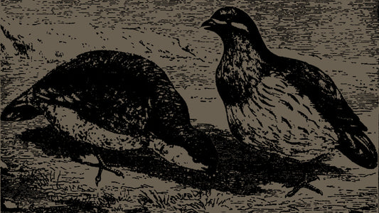 Aurora Reginae - Olio Profumato