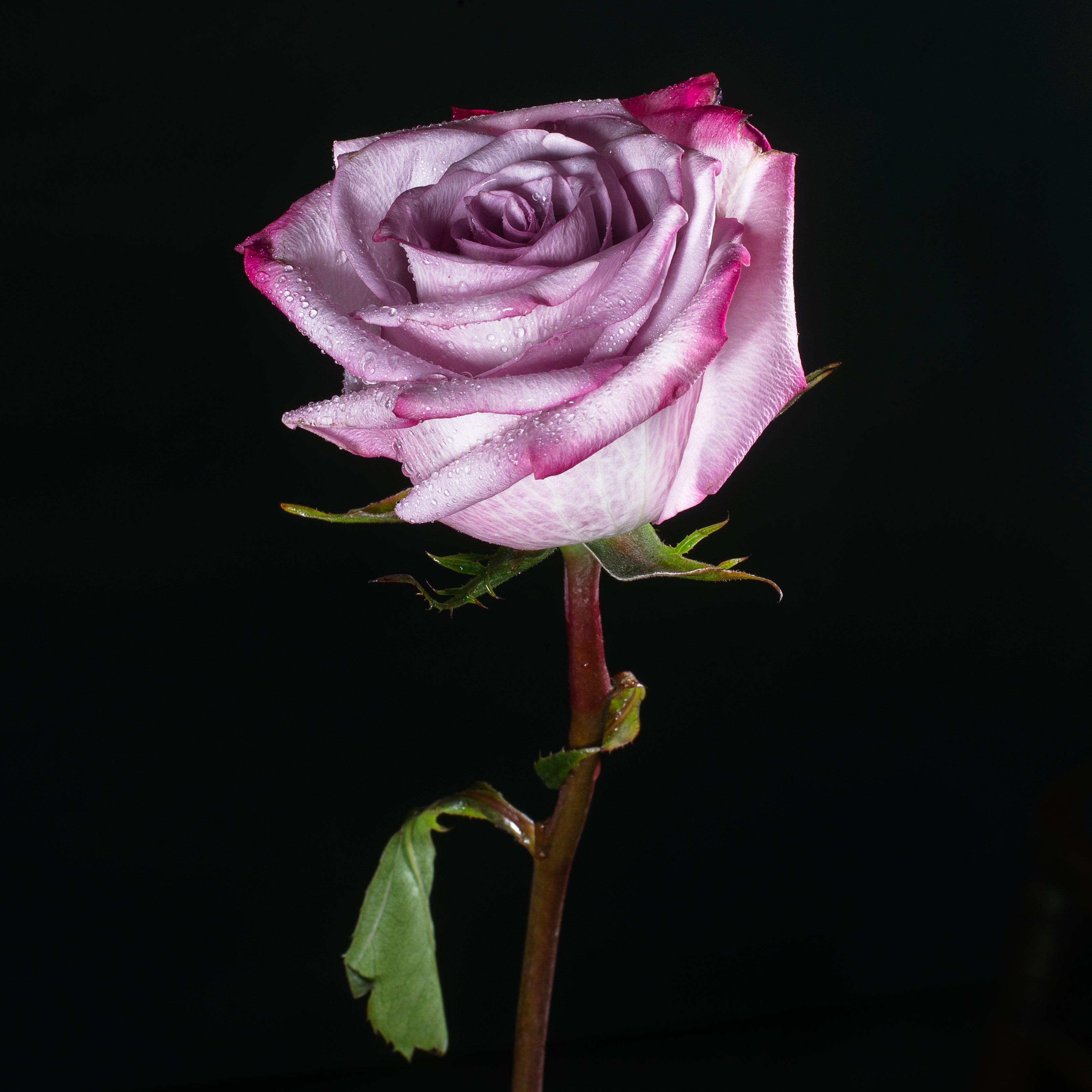 Single pink rose with green leaves on a black background